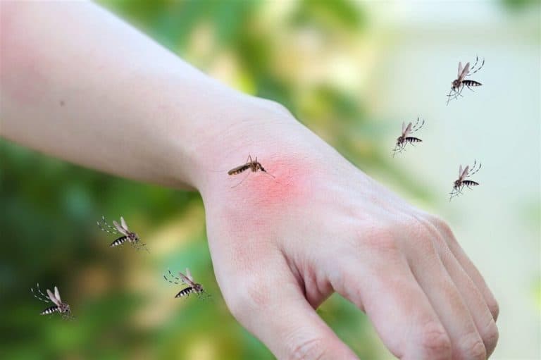 ¿Por qué hay cada vez más mosquitos?