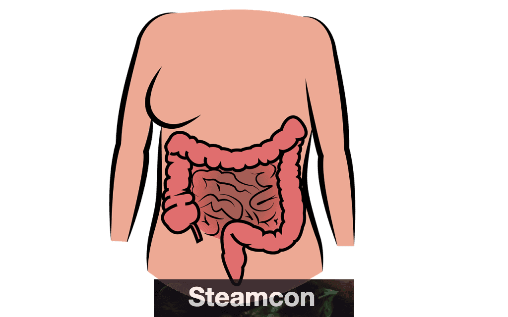 Intestinos