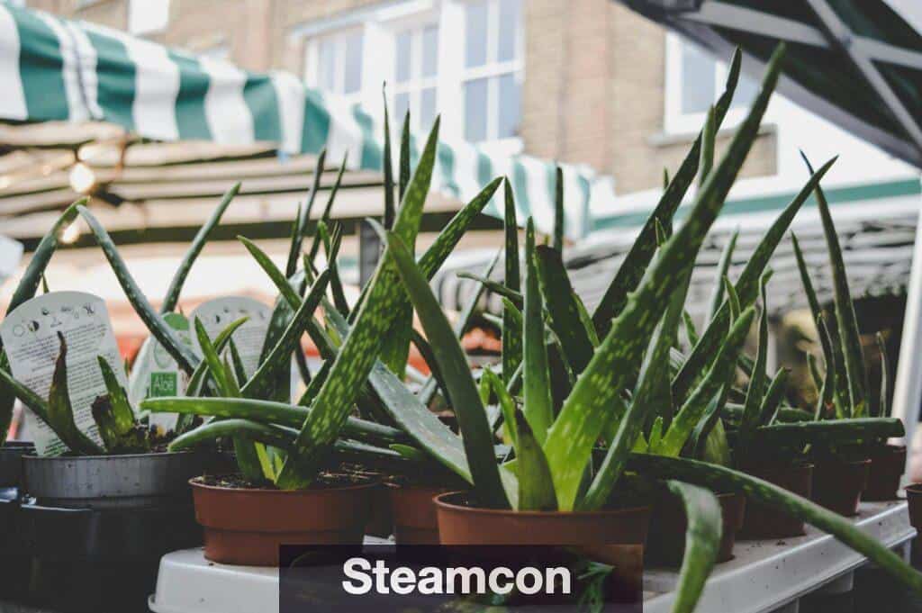 Fresh aloe vera plants in pots displayed at an outdoor market with green striped tents.