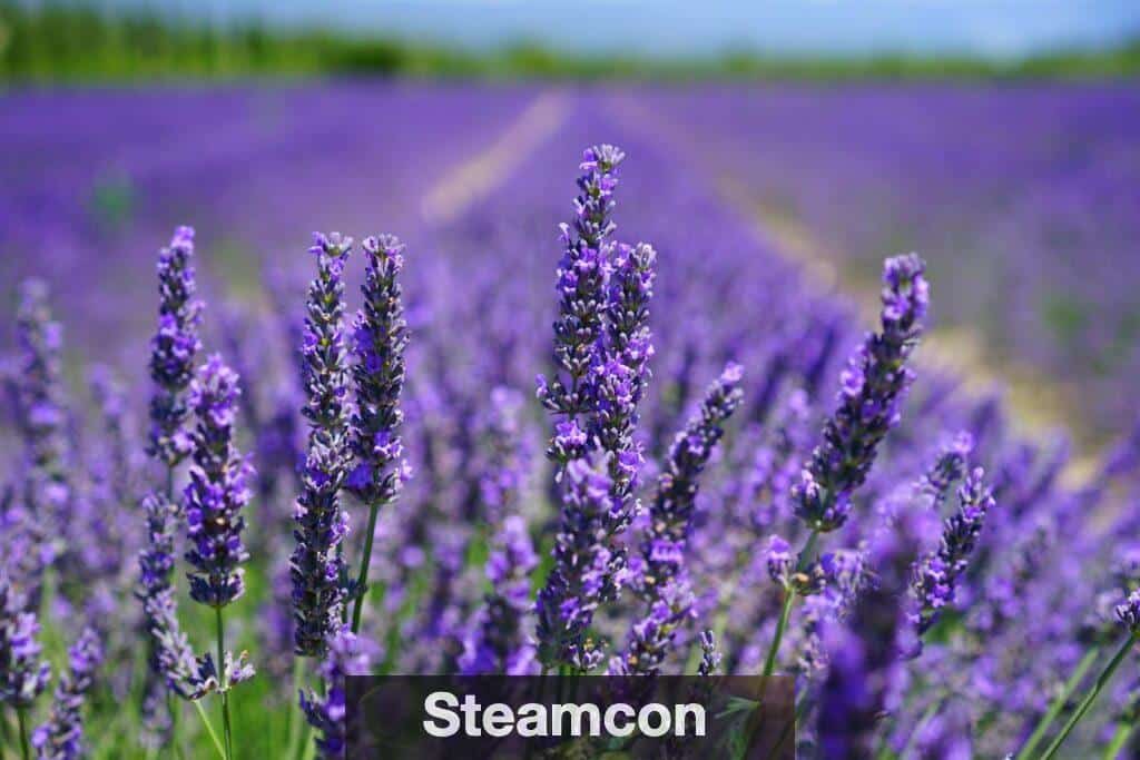 Vibrant purple lavender field in full bloom under a clear blue sky, capturing nature's beauty and tranquility.