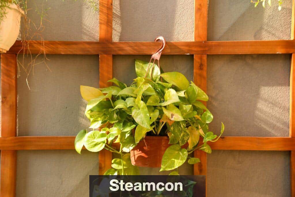 Pothos