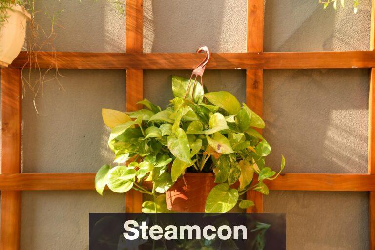Pothos
